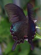 Image of <i>Papilio bianor thrasymedes</i>