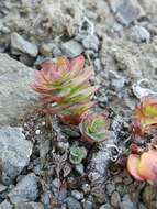 Image of ledge stonecrop