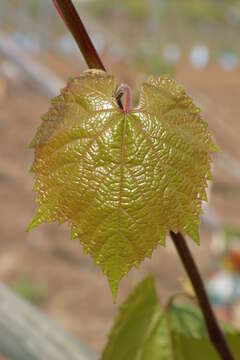 Image of wine grape