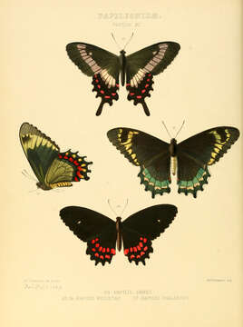 Image de Parides phalaecus (Hewitson 1869)