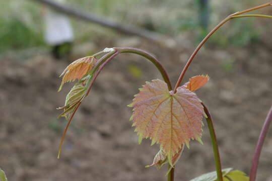 Image of wine grape