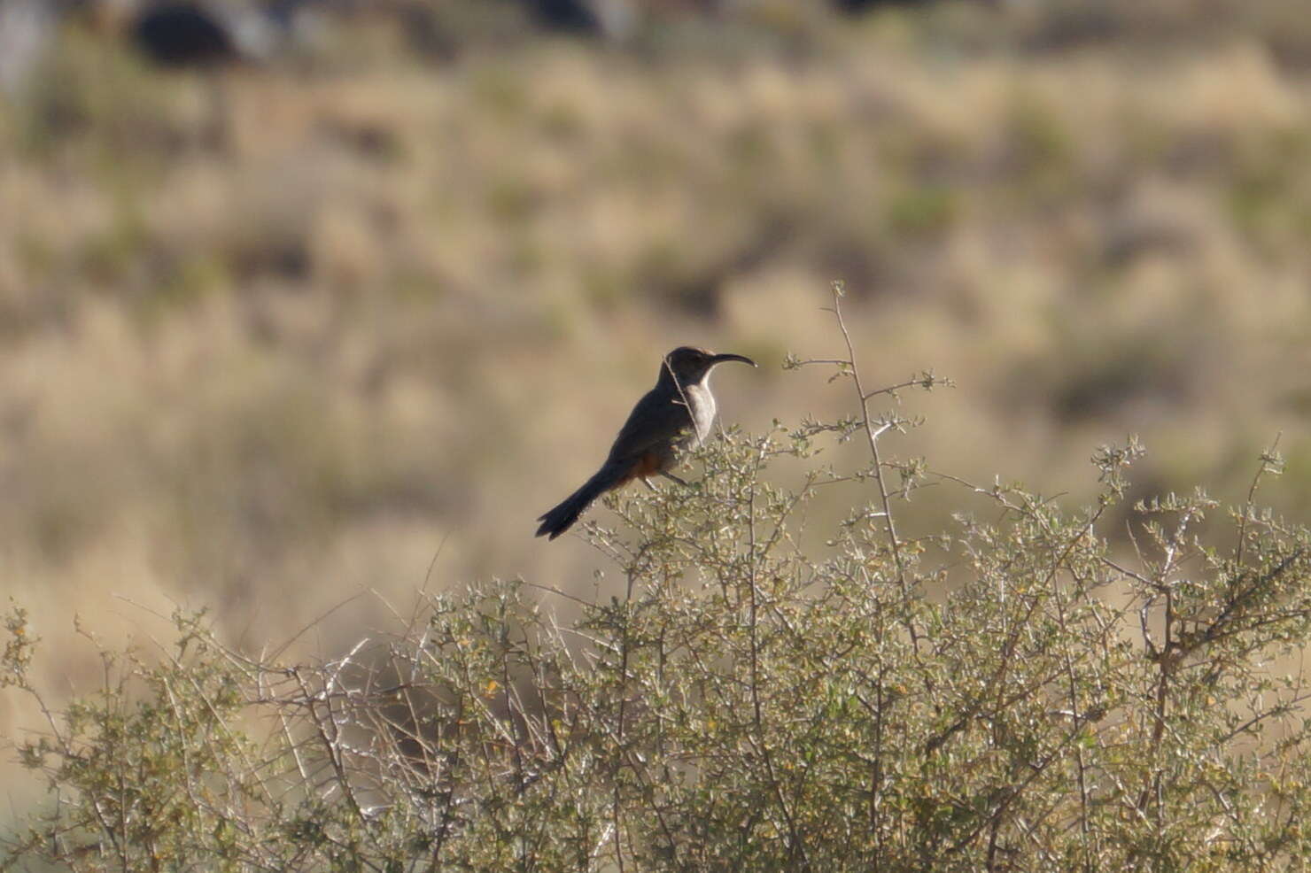 Image of Crissal Thrasher