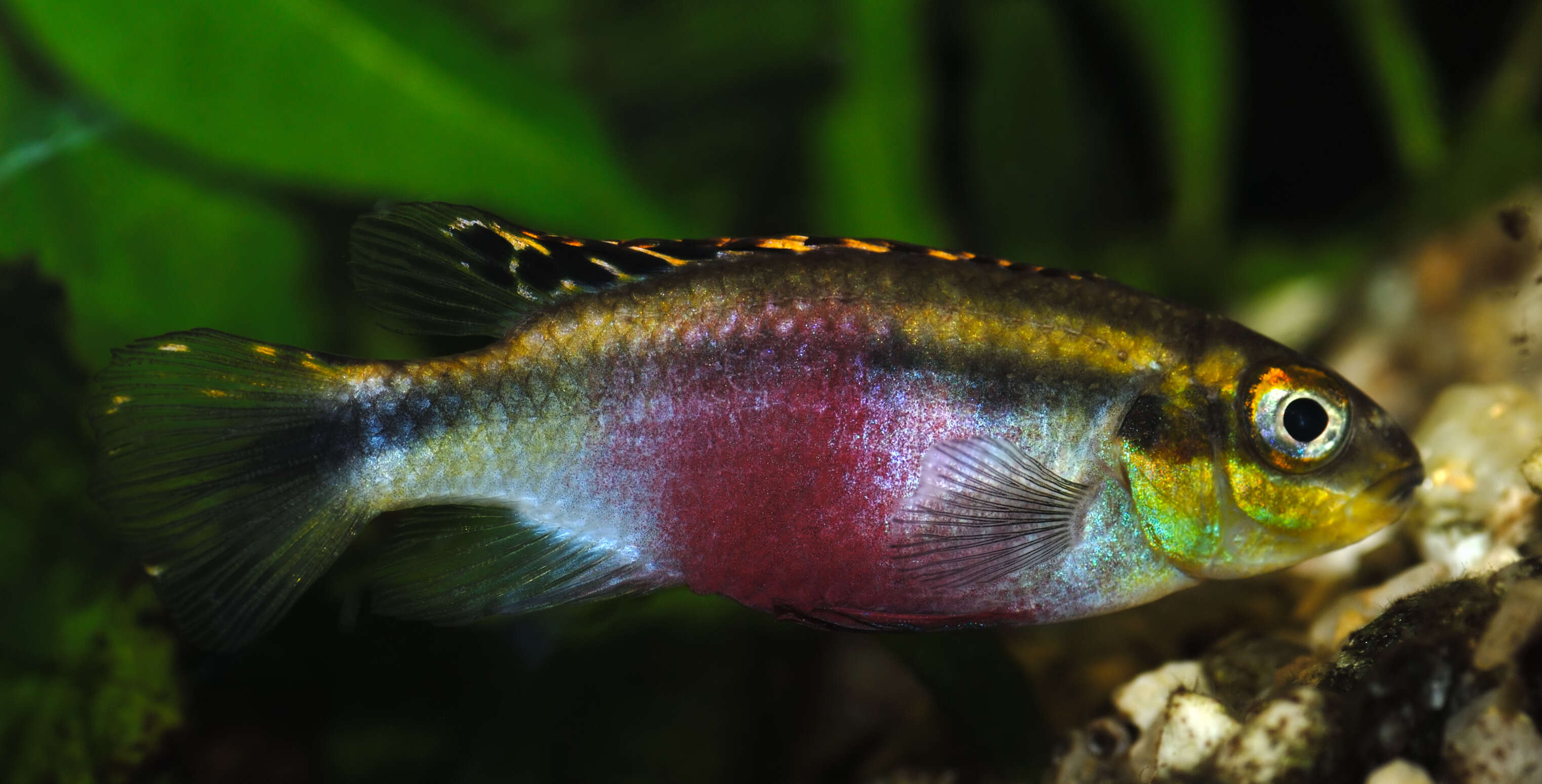 Image of Pelvicachromis pulcher