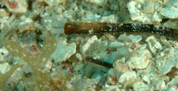 Image of White-nose Pipefish