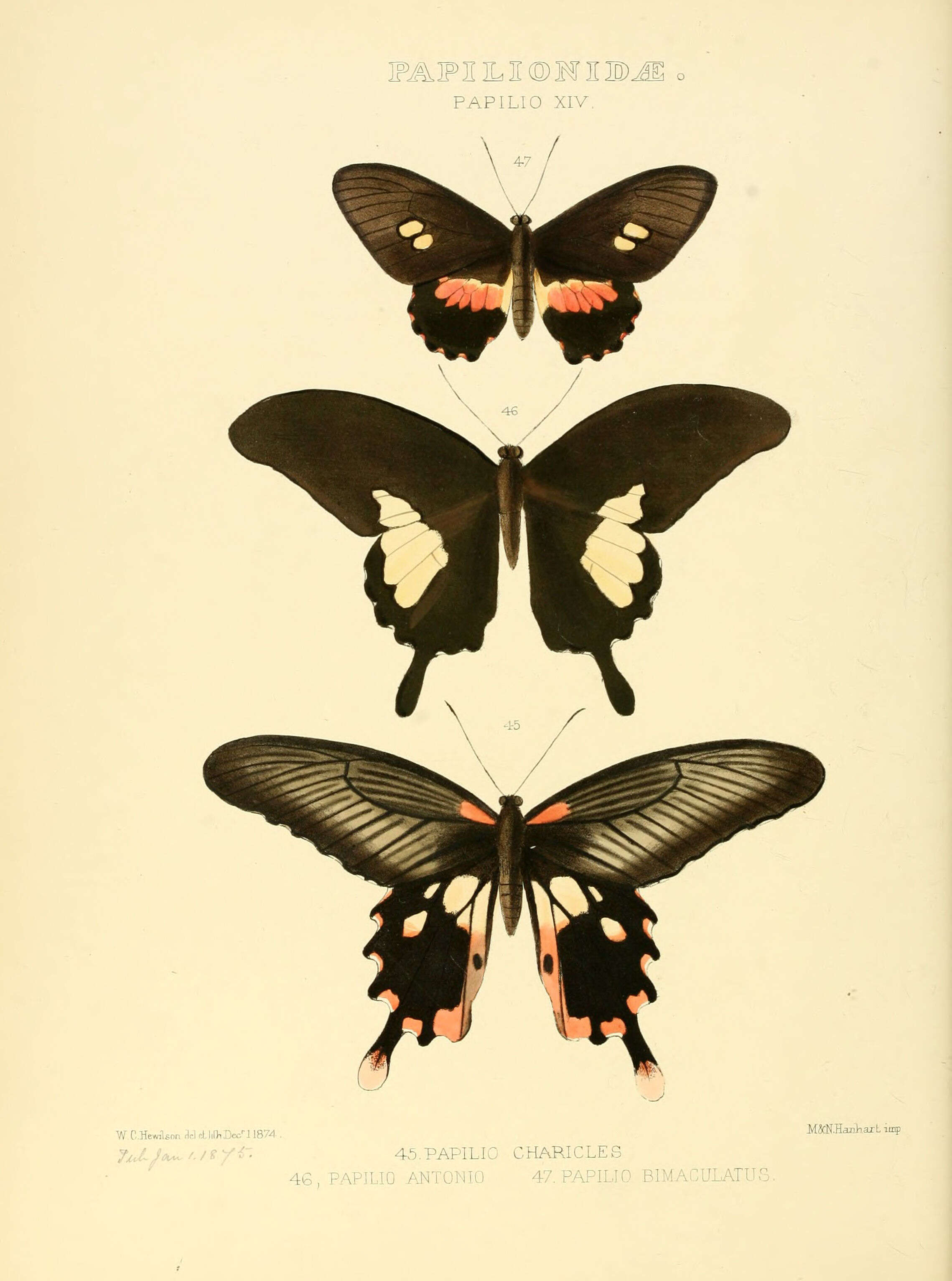 Image of Papilio antonio Hewitson 1875