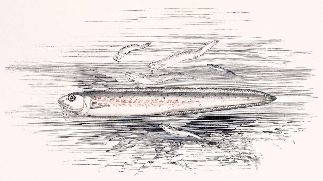 Imagem de Ophidion barbatum Linnaeus 1758