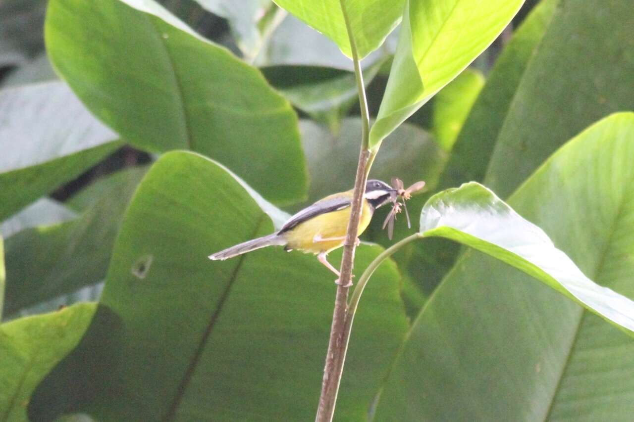 Image of Black-throated Apalis