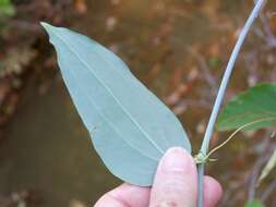 Imagem de Smilax glauca Walter