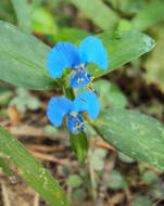 صورة Commelina forskaolii Vahl