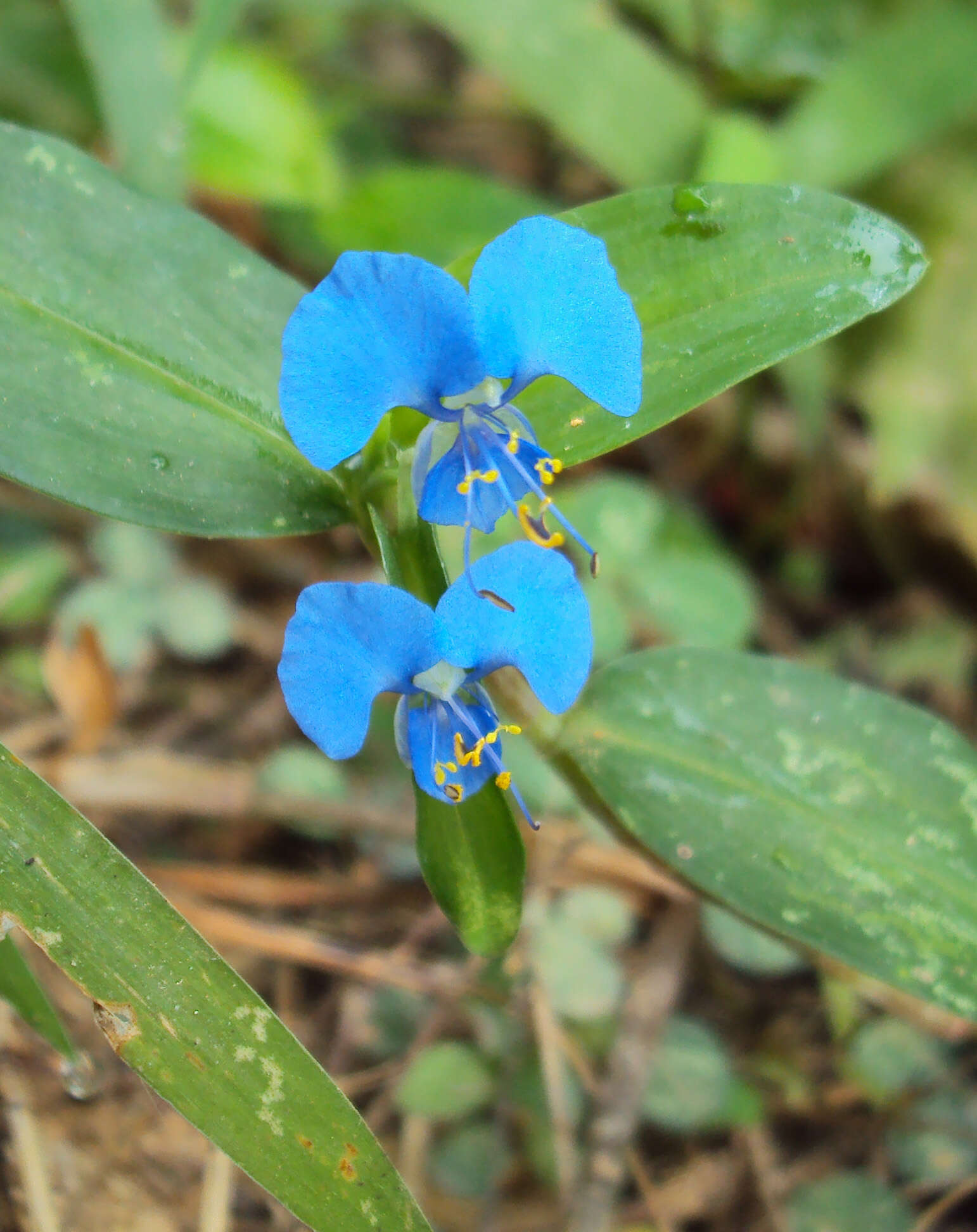 صورة Commelina forskaolii Vahl