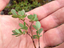 Image of alpine bilberry