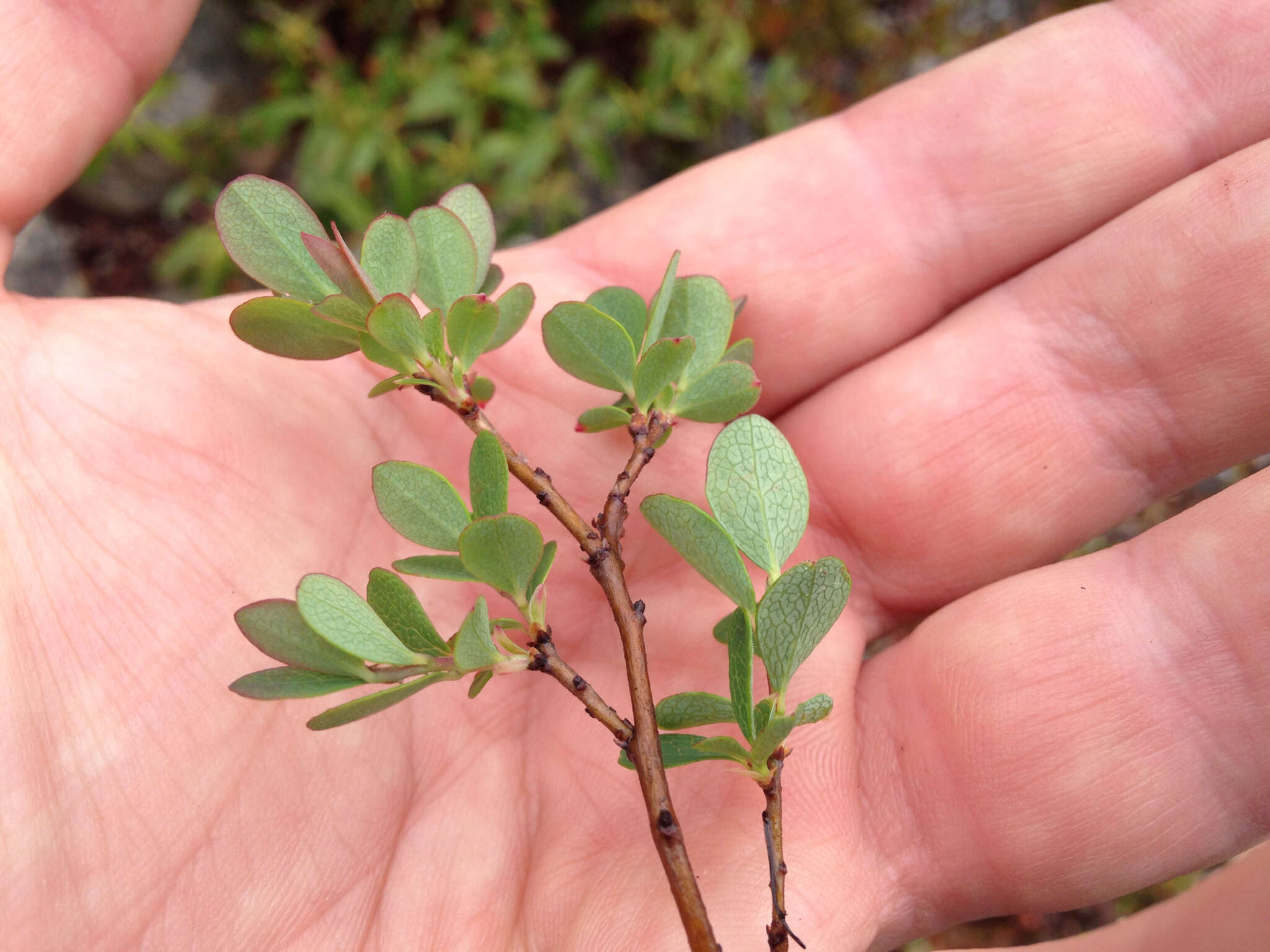 Image of alpine bilberry