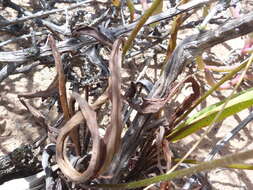 Image of Pelargonium longiflorum Jacq.
