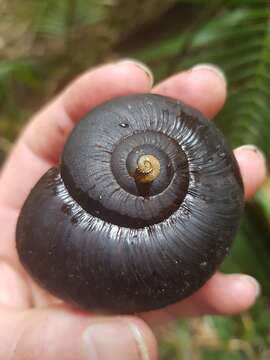 Image of Powelliphanta annectens (Powell 1936)