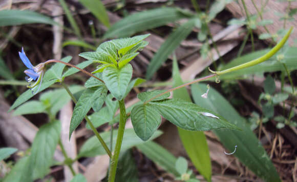 Image of fringed spiderflower