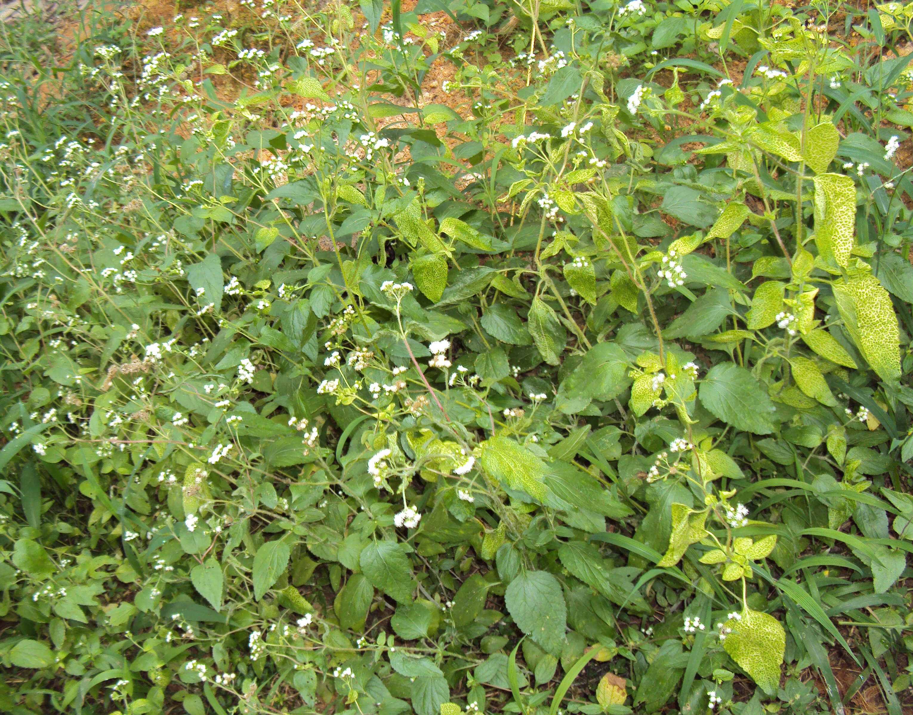 Image of tropical whiteweed