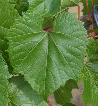 Image of River-Bank Grape