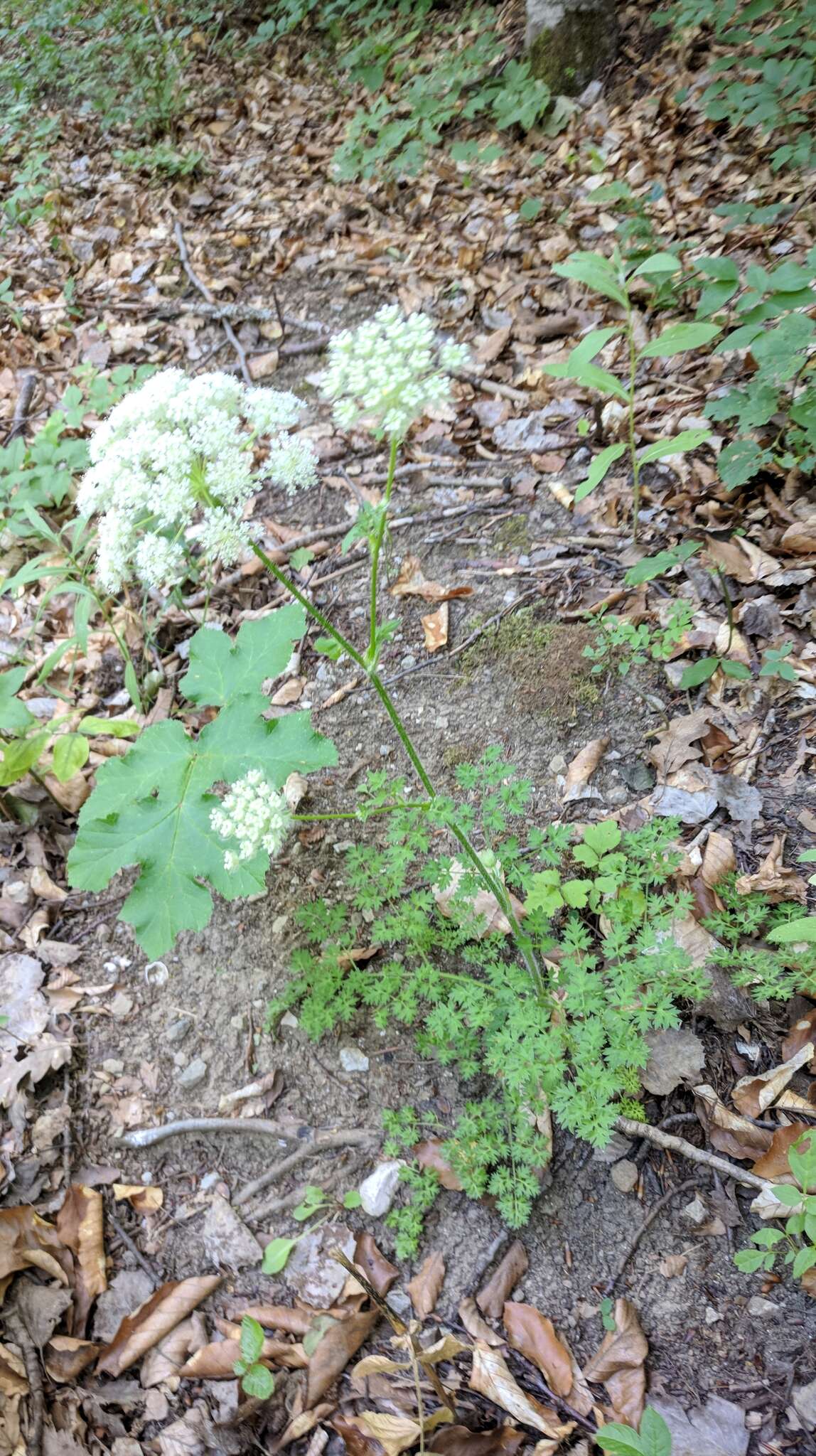 Image of Silphiodaucus hispidus