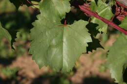 Image of July grape