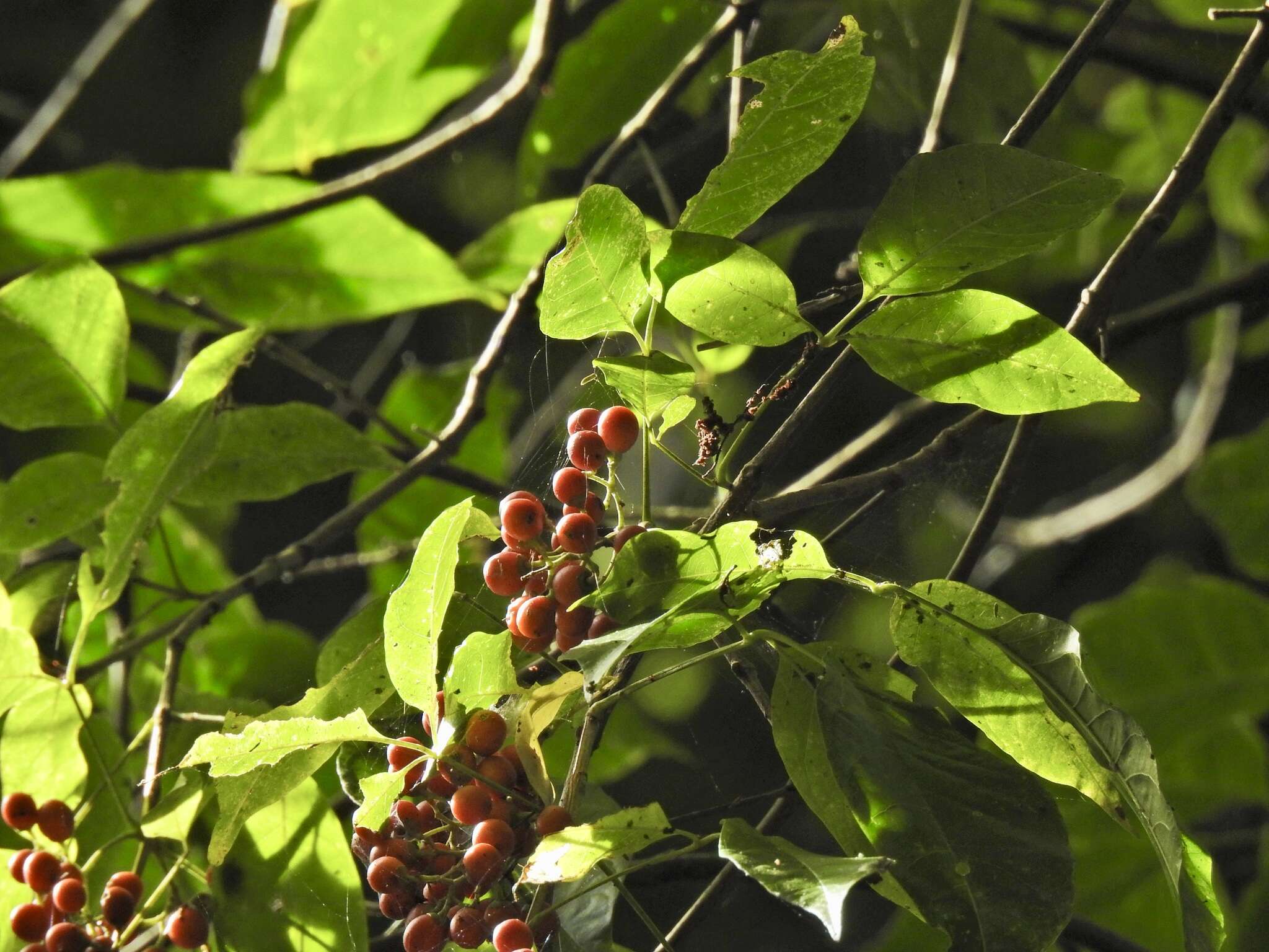 Image of Vitex queenslandica (Munir) Bramley