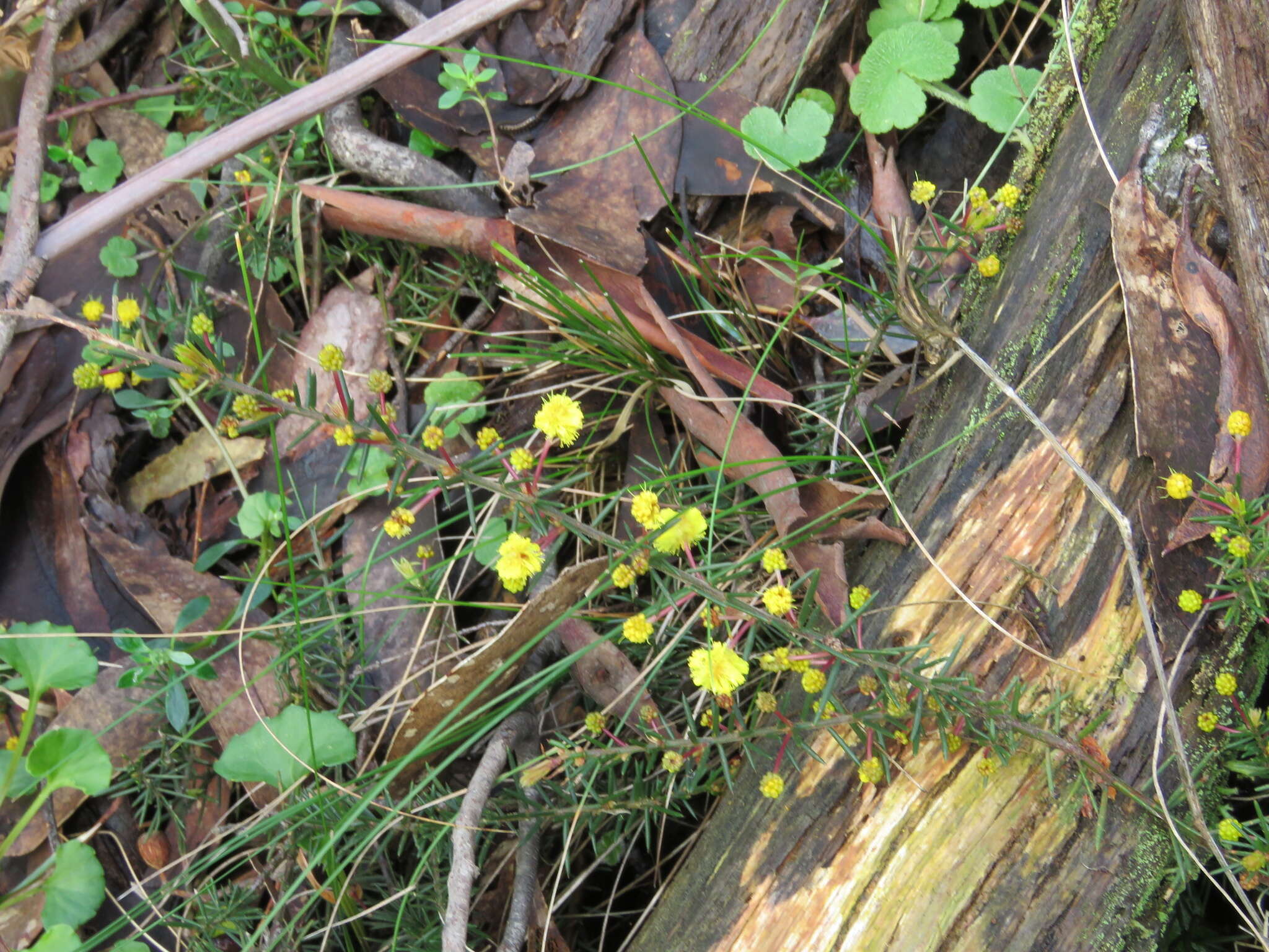 Image of Acacia aculeatissima J. F. Macbr.