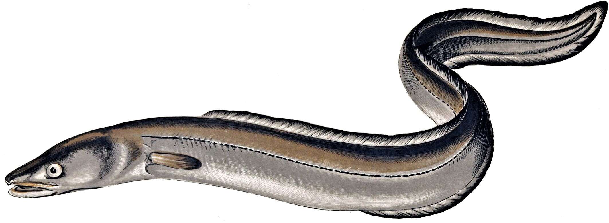 Image of conger eels
