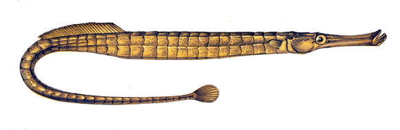 Image of Broadnosed Pipefish