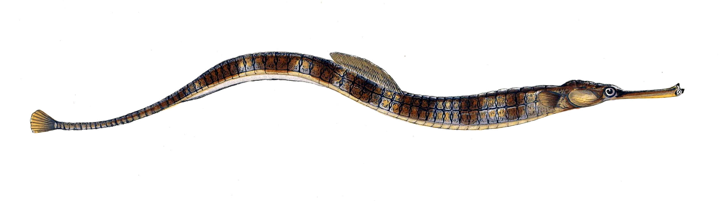 Image of Common Pipefish