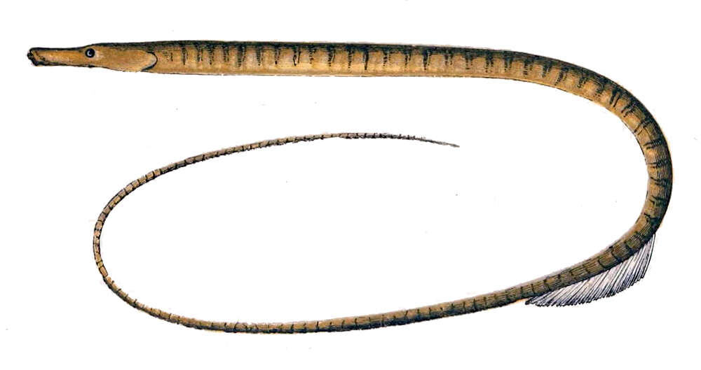 Image of Straightnose Pipefish