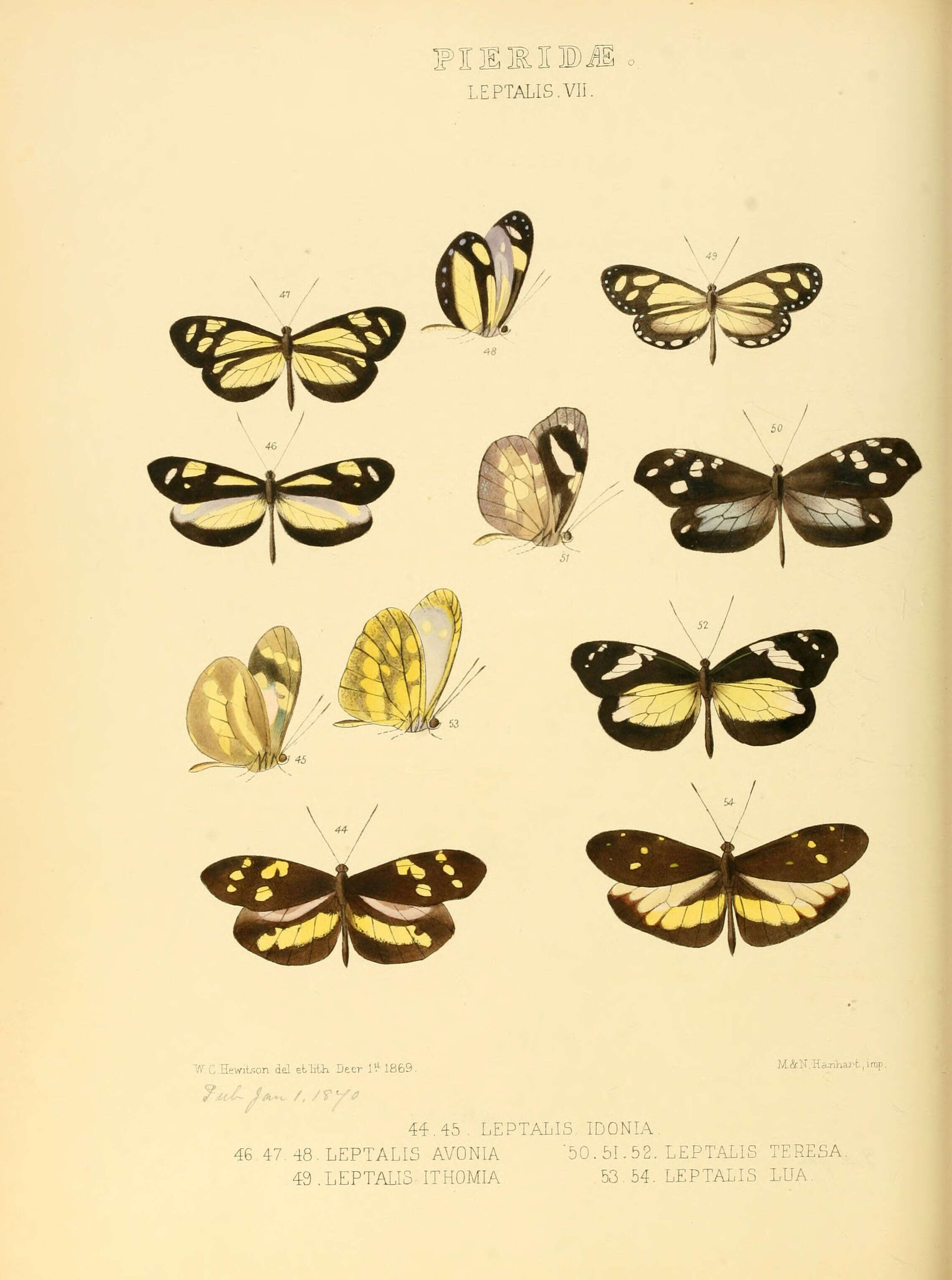 Image of Dismorphia arcadia (Felder & Felder 1862)