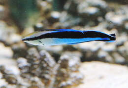 Image of Blue diesel wrasse