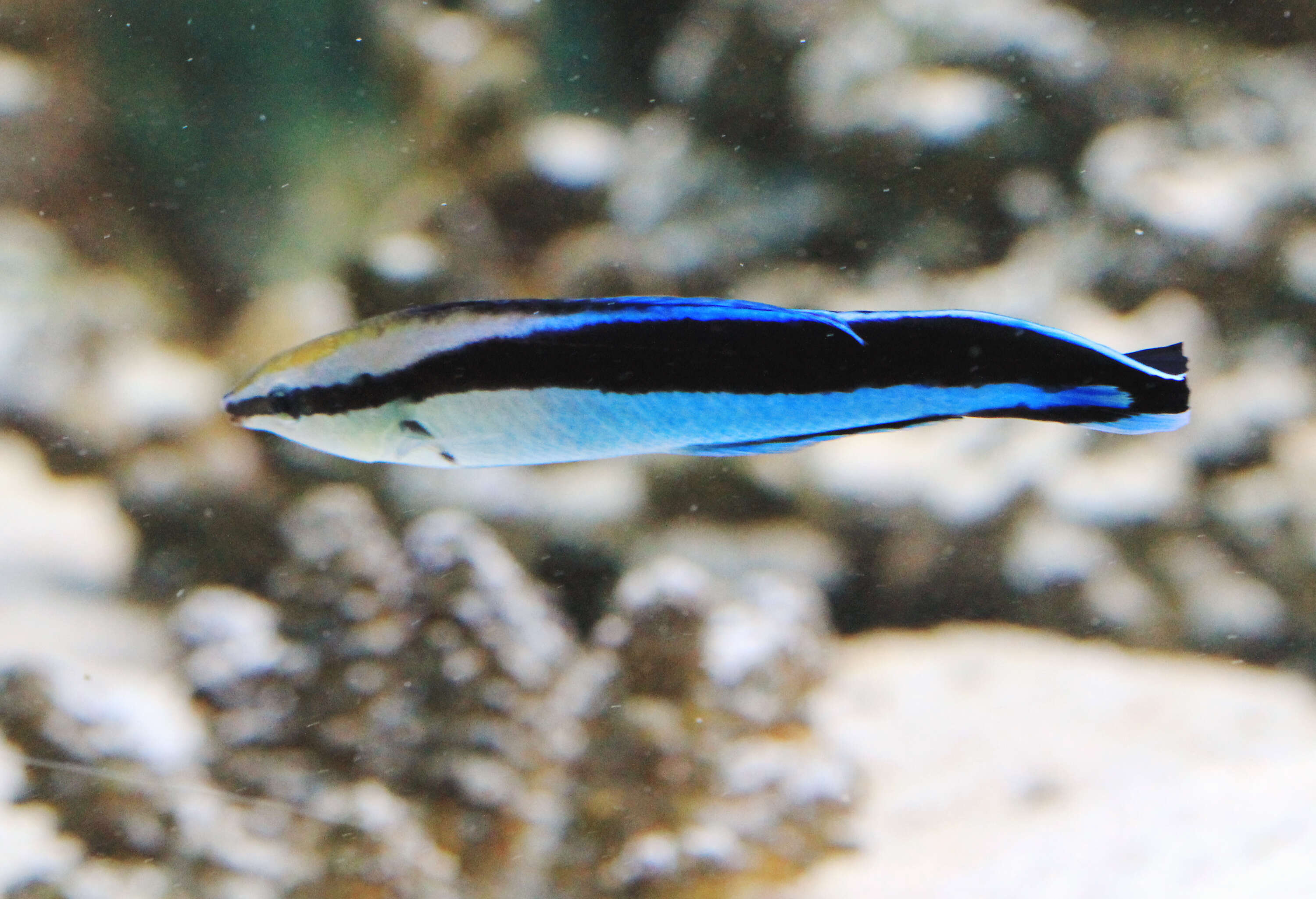 Image of Blue diesel wrasse