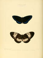 Sivun Euploea eupator Hewitson 1856 kuva