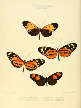 Image of Heliconiini