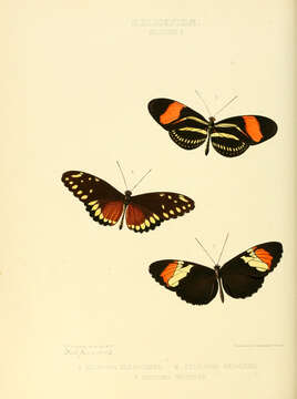 Imagem de Heliconius hermathena Hewitson 1853