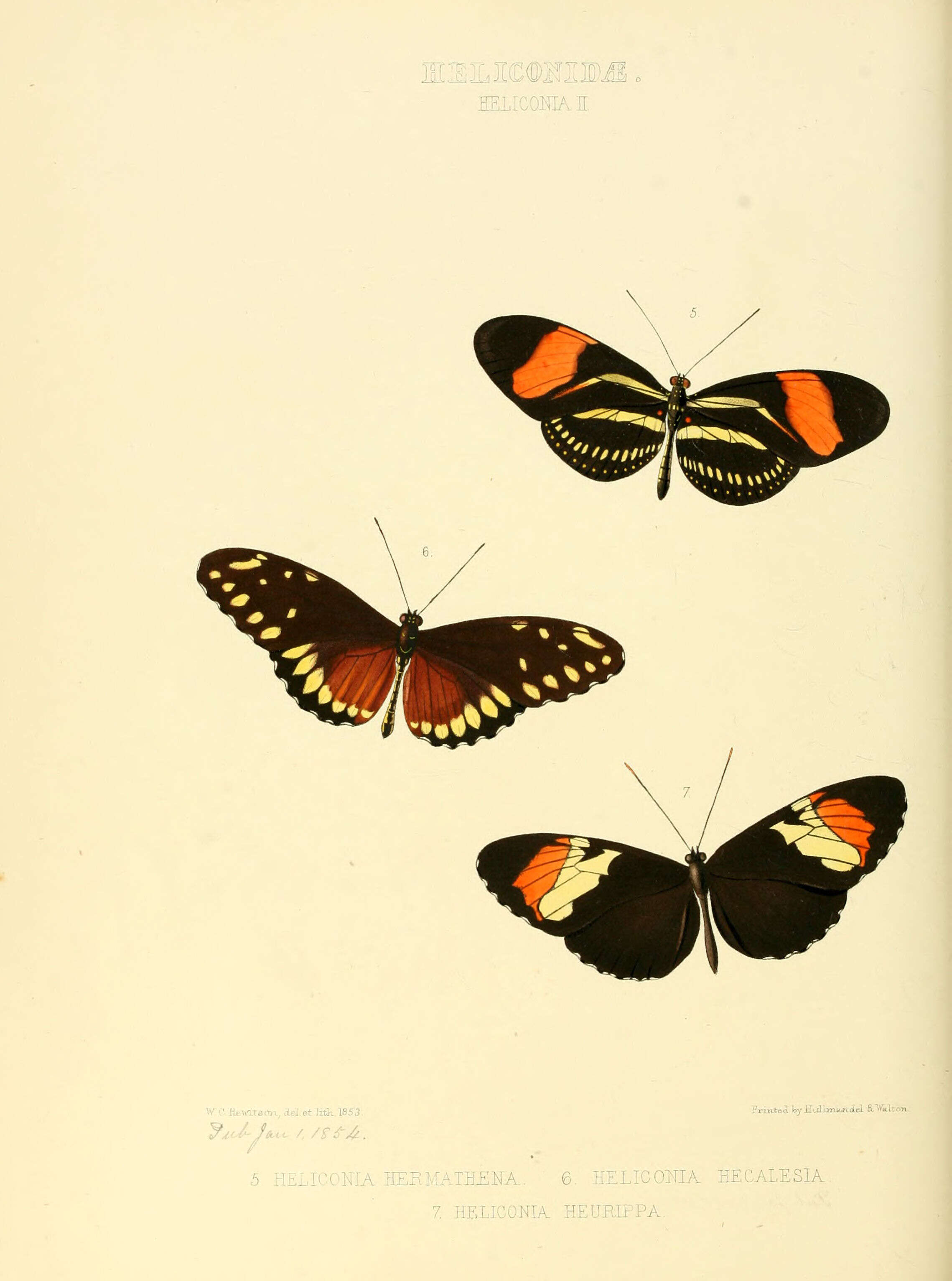 Image of Heliconius hermathena Hewitson 1853