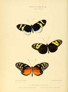 Image of Heliconius eleuchia