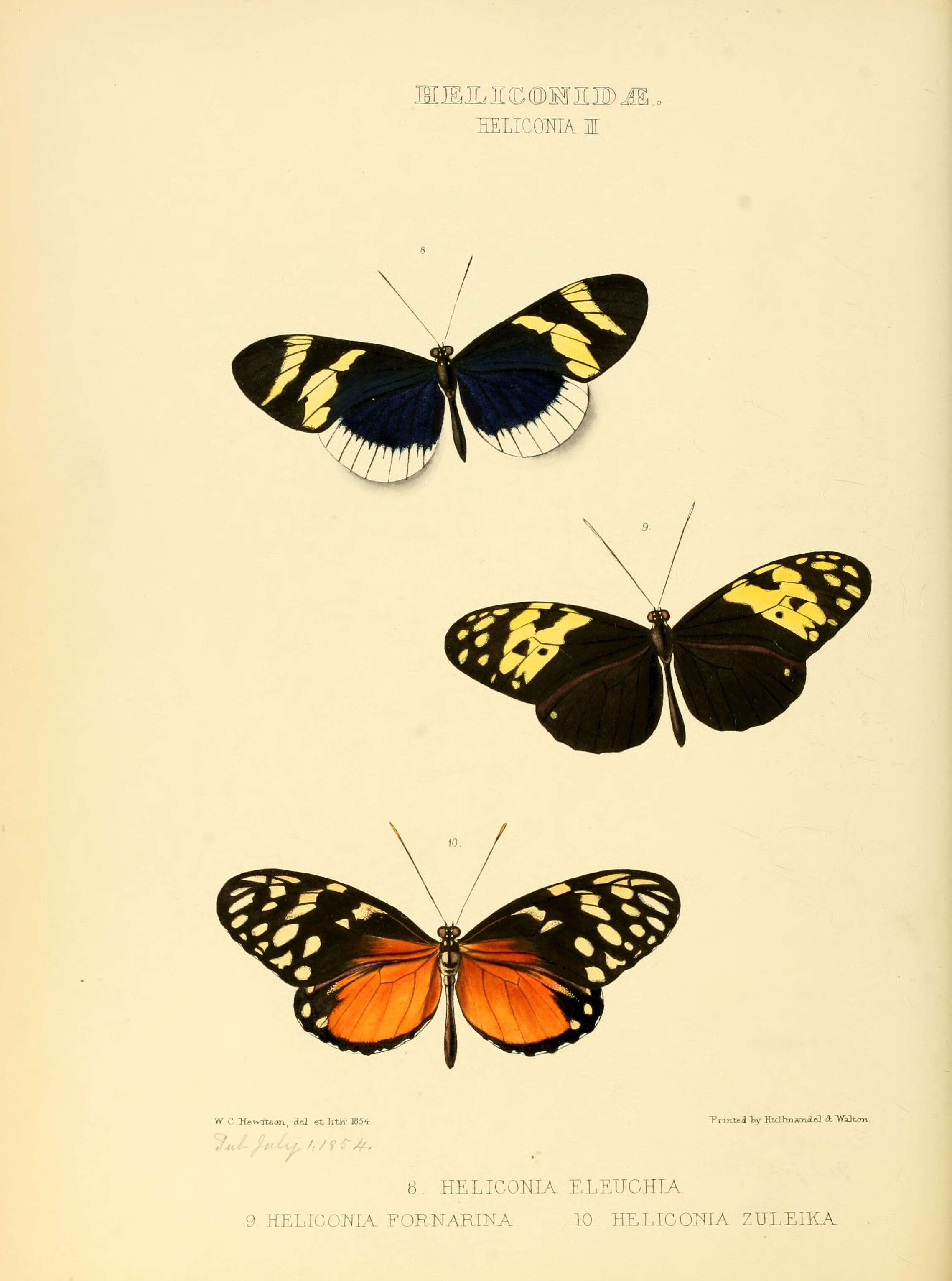 Image of Heliconius eleuchia