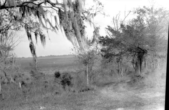 Sivun Tillandsia usneoides (L.) L. kuva