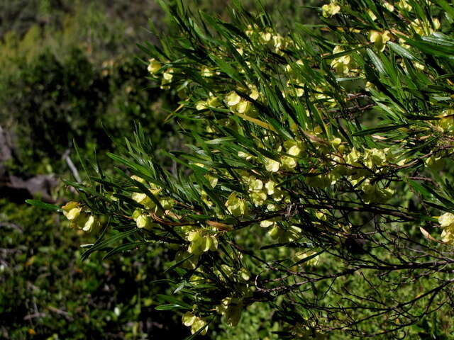 Image de Dodonaea viscosa subsp. angustifolia (L. fil.) J. G. West