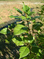 Image of wineberry