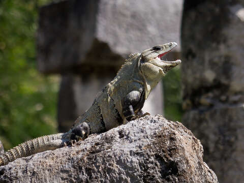 Image of Ctenosaura