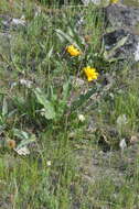 Image of serrate balsamroot