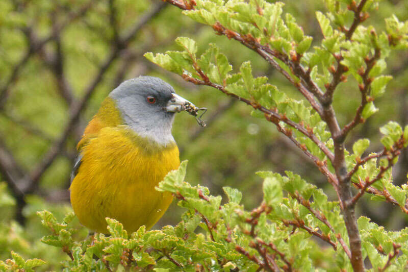 Image of Patagonian Sierra Finch