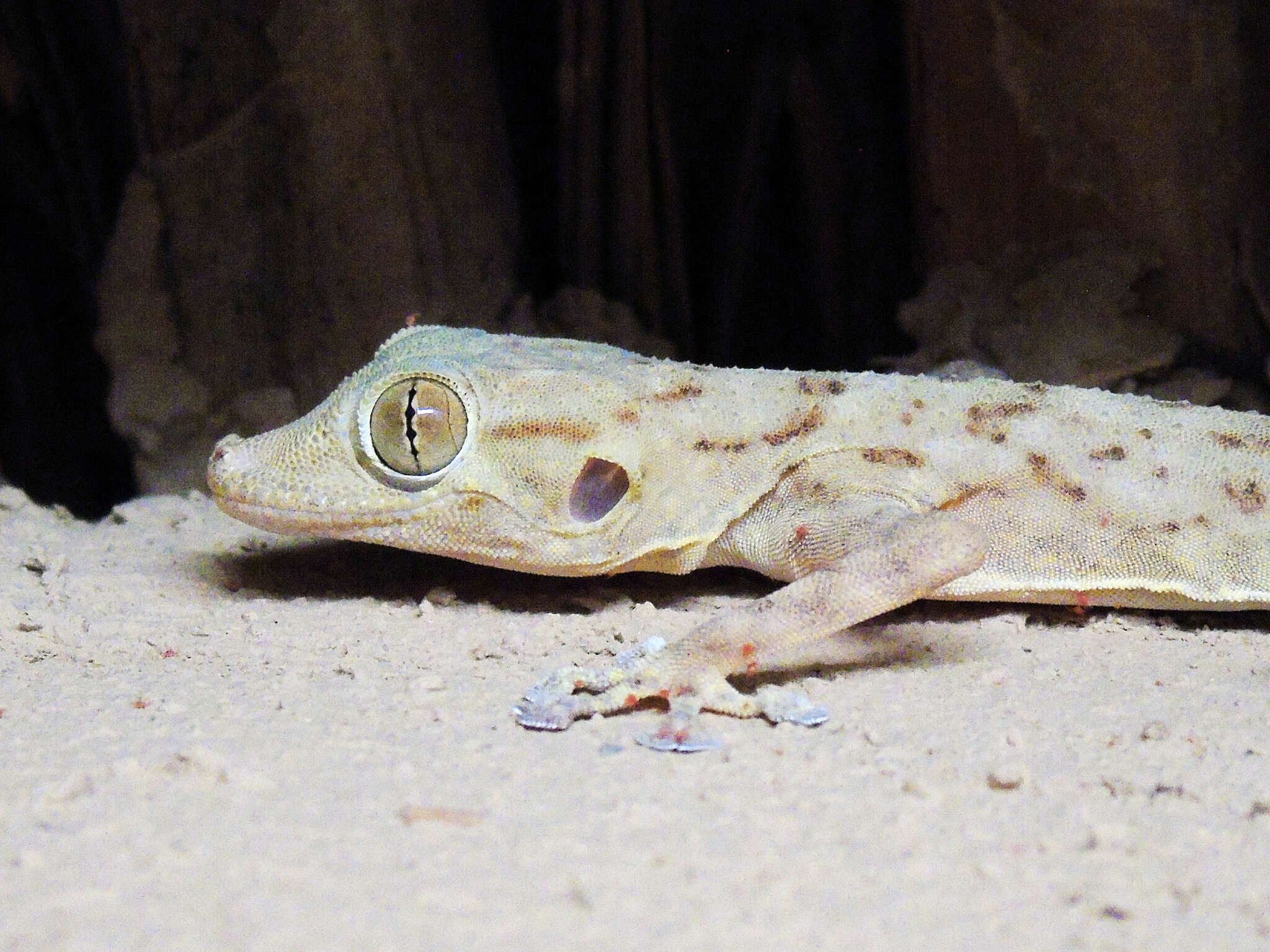 Image of Ptyodactylus ruusaljibalicus Simó-Riudalbas, Metallinou, Pous, Els, Jayasinghe, Péntek-Zakar, Wilms, Al-Saadi & Carranza 2017