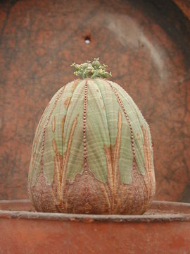 Image of <i>Euphorbia obesa</i> Hook. fil.