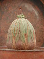 صورة Euphorbia obesa Hook. fil.