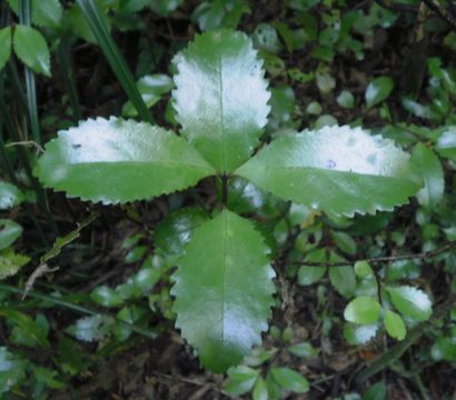Image of <i>Laurelia novae-zelandiae</i>