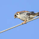 Image of Falco sparverius sparverius Linnaeus 1758