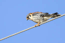 Image of Desert Sparrow Hawk